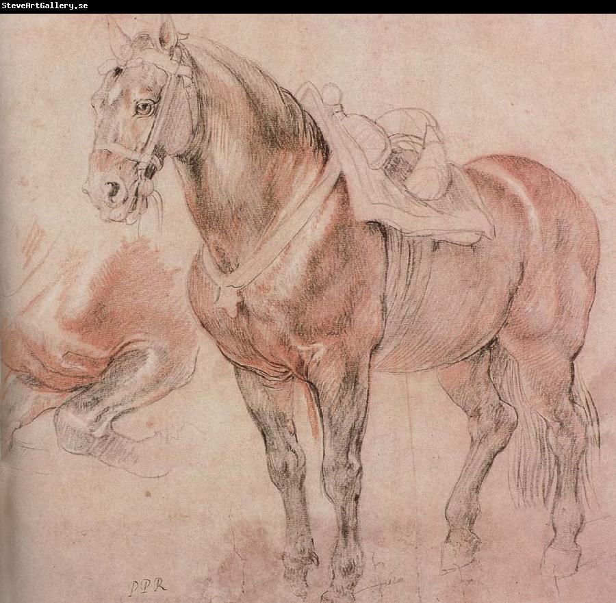 Peter Paul Rubens Horse
